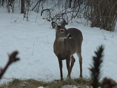 wildlife on the farm