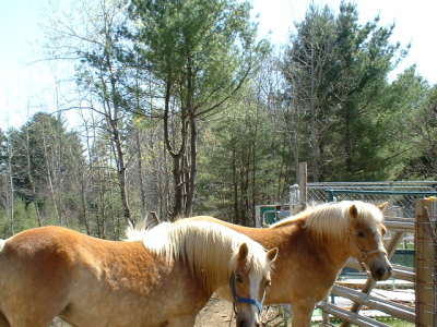 mandy and clara