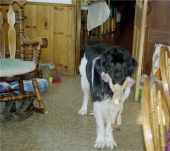 Story the newf and her monkey